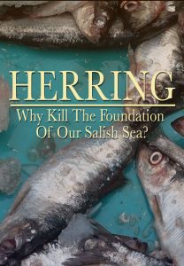 Herring: Why Kill the Foundation of the Salish Sea?